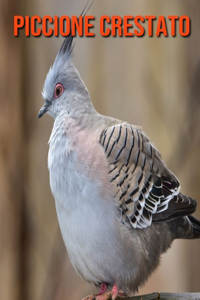 Piccione crestato