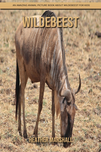 Wildebeest