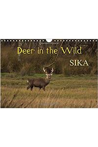 Deer in the Wild Sika 2017