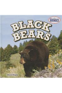 Black Bears