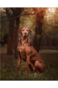 Rhodesian Ridgeback