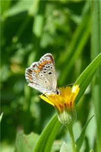 Aricia Cramera Butterfly Sipping From a Yellow Flower Journal