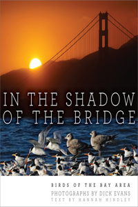 In the Shadow of the Bridge
