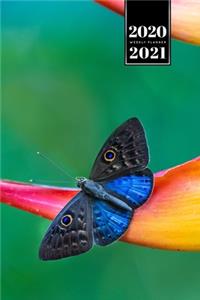 Butterfly Butterflies Insect Week Planner Weekly Organizer Calendar 2020 / 2021 - Blue Winged Eurybia