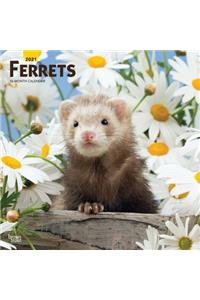 Ferrets 2021 Square