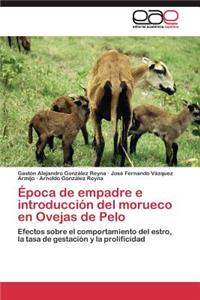 Época de empadre e introducción del morueco en Ovejas de Pelo