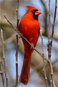 Red Cardinal Bird Journal