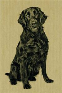 Flat-Coated Retriever