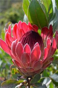 Protea aka Bearded Sugarbushes Flower Journal