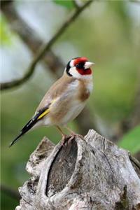 Charming Goldfinch Songbird in the Garden Journal