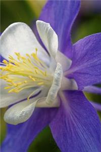 Purple and White Columbine Flower Journal