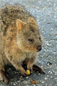 Cute Little Quokka Standing on the Street Journal