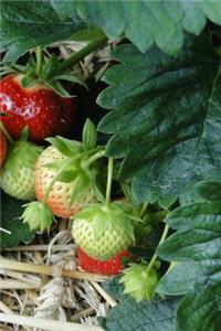 Strawberries Notebook