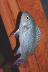 Maylandia Callainos Cobalt African Cichlid Journal