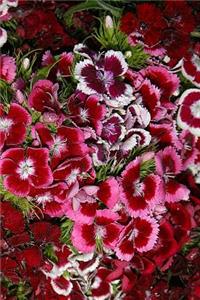 2019 Weekly Planner Flowers Pretty Pink Dianthus 134 Pages