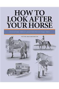 How to Look After Your Horse