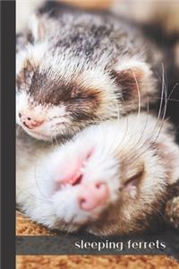 sleeping ferrets