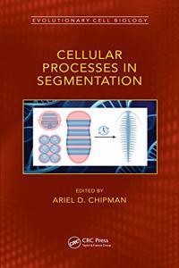 Cellular Processes in Segmentation