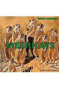 Meerkats