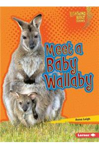 Meet a Baby Wallaby