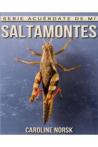 Saltamontes