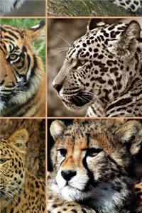 Big Cats