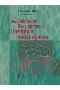 Embryonic Development of Drosophila Melanogaster