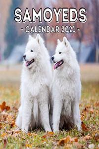 Samoyeds