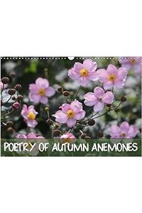 Poetry of Autumn Anemones 2018