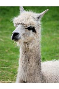 Llamas Are Cute