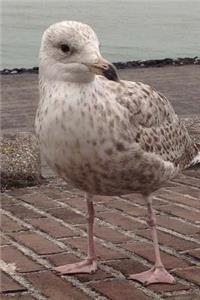 An Adorable Baby Seagull Chick Out For a Stroll Journal