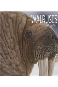 Walruses
