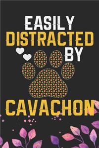 Easily Distracted by Cavachon