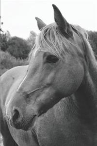 Wild Horse in Pasture Daily Planner