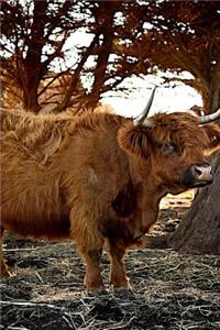 Scottish Highland Bull Journal