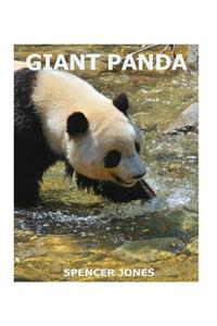 Giant Panda