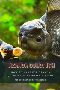 Oranda Goldfish