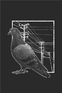 Pigeon With Electric Wire