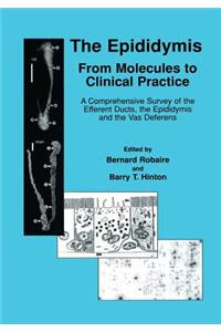 The Epididymis: From Molecules to Clinical Practice