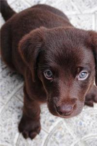 Beautiful Chocolate Labrador Retriever Dog Journal