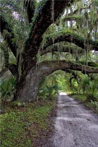 Spanish Moss On an Old Oak Tree Nature Journal