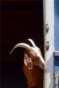 Cute Goat Peeking Out the Blue Barn Door Journal