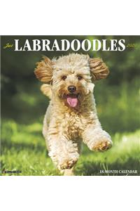 Just Labradoodles 2020 Wall Calendar (Dog Breed Calendar)