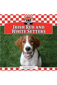 Irish Red and White Setters