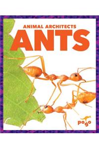 Ants