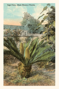 Vintage Journal Cycad, Sago Palm, Florida