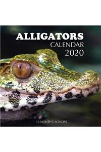 Alligators Calendar 2020