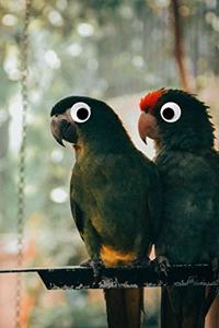 Googly Eye Parrot Journal