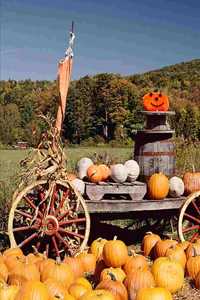 2020 Weekly Planner Fall Season Harvesting Pumpkins 134 Pages