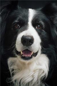 Border Collie Portrait Journal